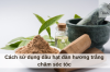 Cách sử dụng dầu hạt đàn hương trắng chăm sóc tóc 