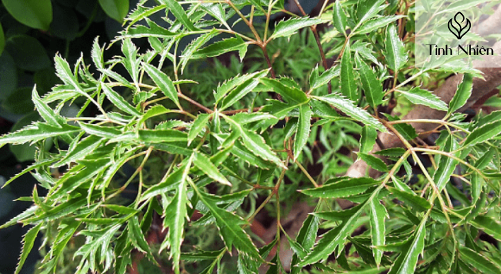 Đinh lăng là gì?