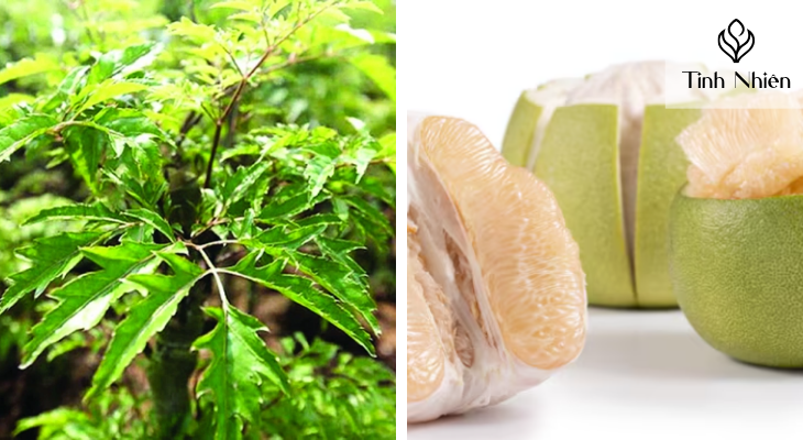 Đinh lăng và vỏ bưởi 