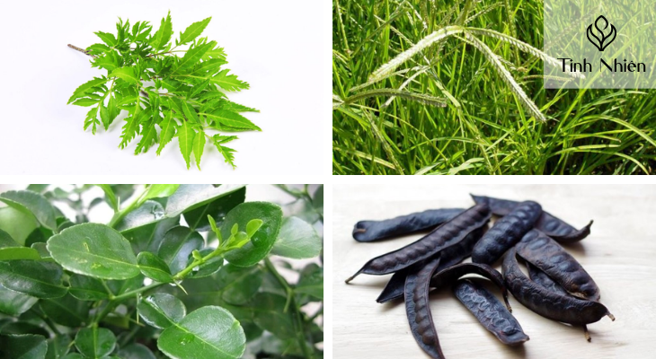 Đinh lăng, cỏ mần trầu, lá bưởi và bồ kết