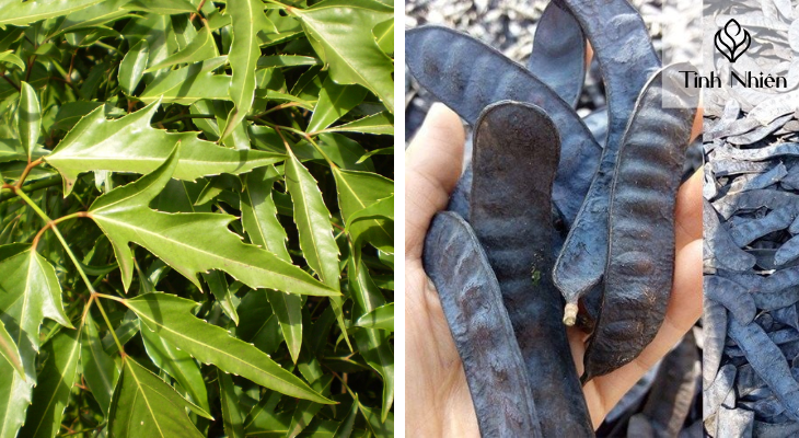 Lá đinh lăng và bồ kết 