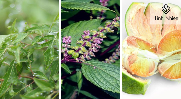 Lá đinh lăng, hương nhu và vỏ bưởi 