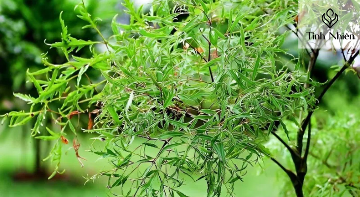 Những lợi ích khi gội đầu bằng lá đinh lăng