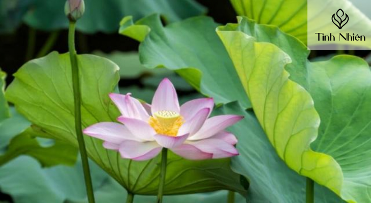 An toàn cho da đầu nhạy cảm 