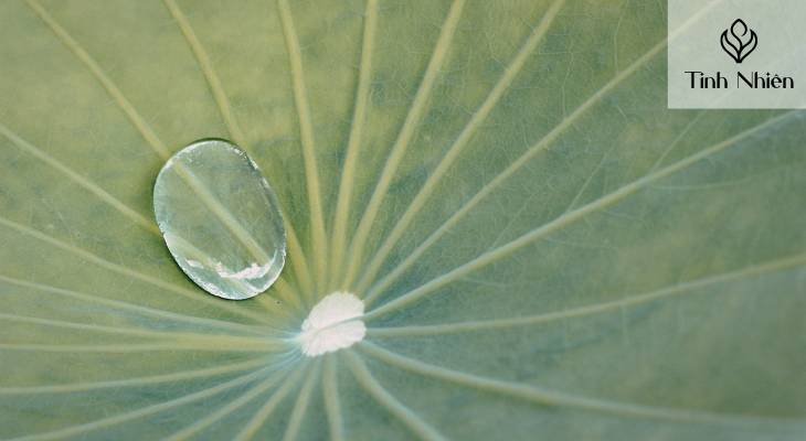 Cách gội đầu bằng lá sen tại nhà