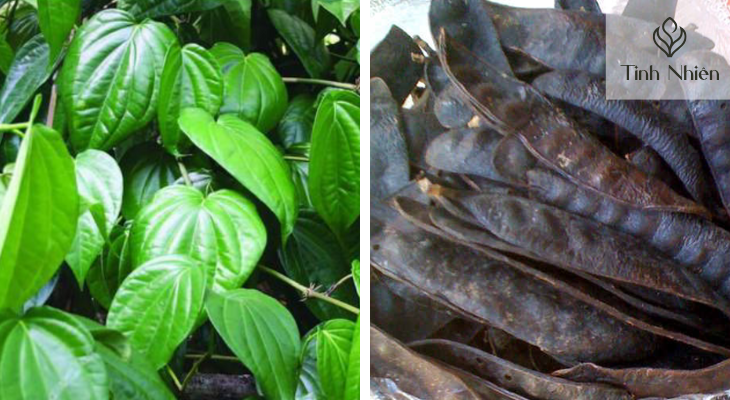 Lá trầu và bồ kết 