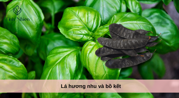 Lá hương nhu và bồ kết
